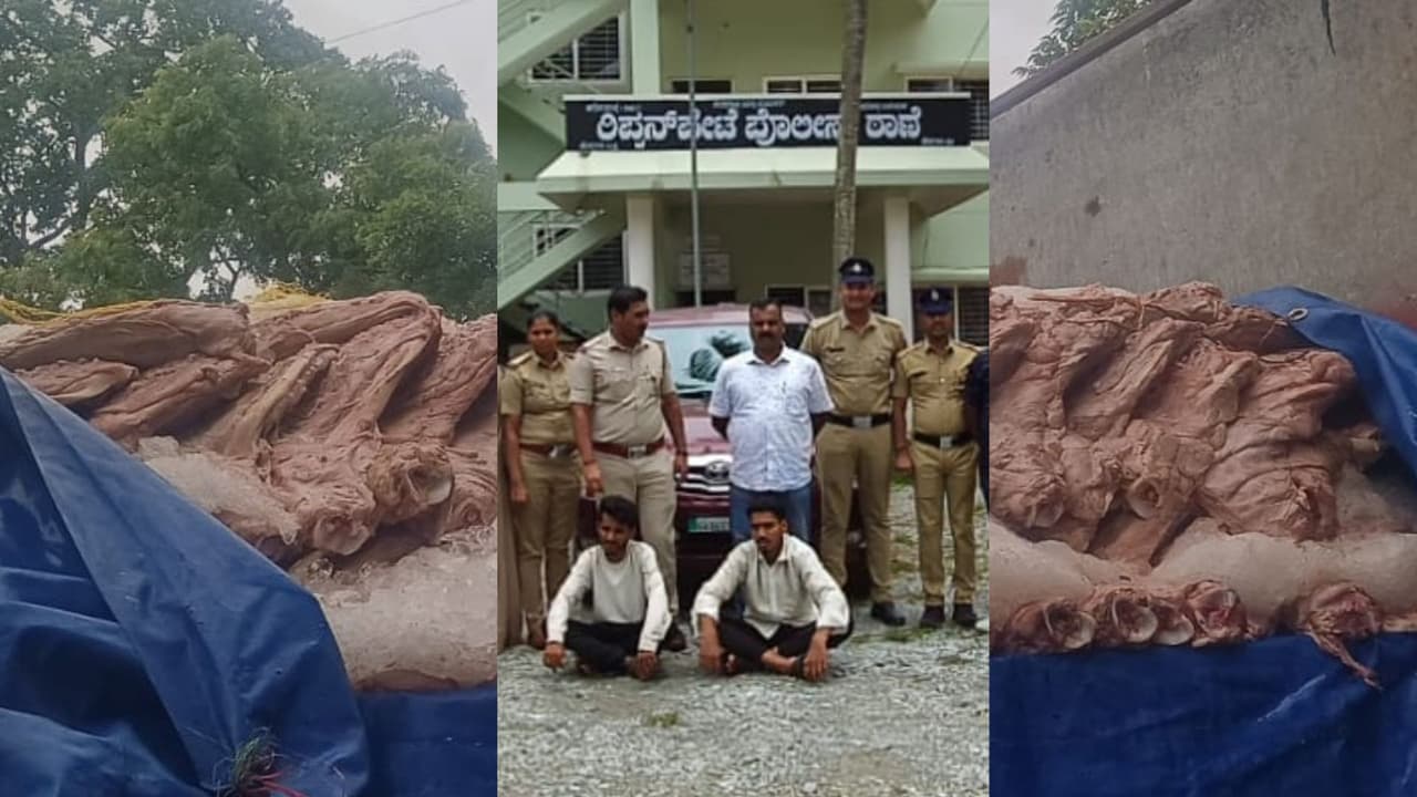 Dharwad to Bengaluru 100 cows meat transported in a lorry seized Dharwad to Bengaluru 100 cows meat transported in a lorry seized