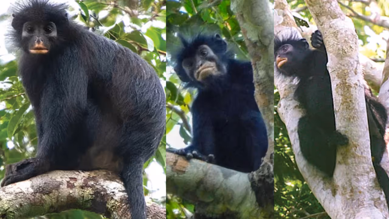 rare orange mouthed monkey is a new primate species from Africa rare orange mouthed monkey is a new primate species from Africa