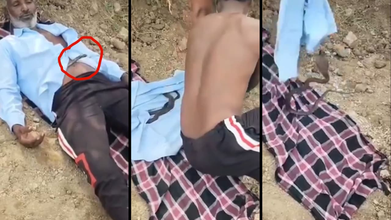 Cobra in farmer shirt video Cobra in farmer shirt video