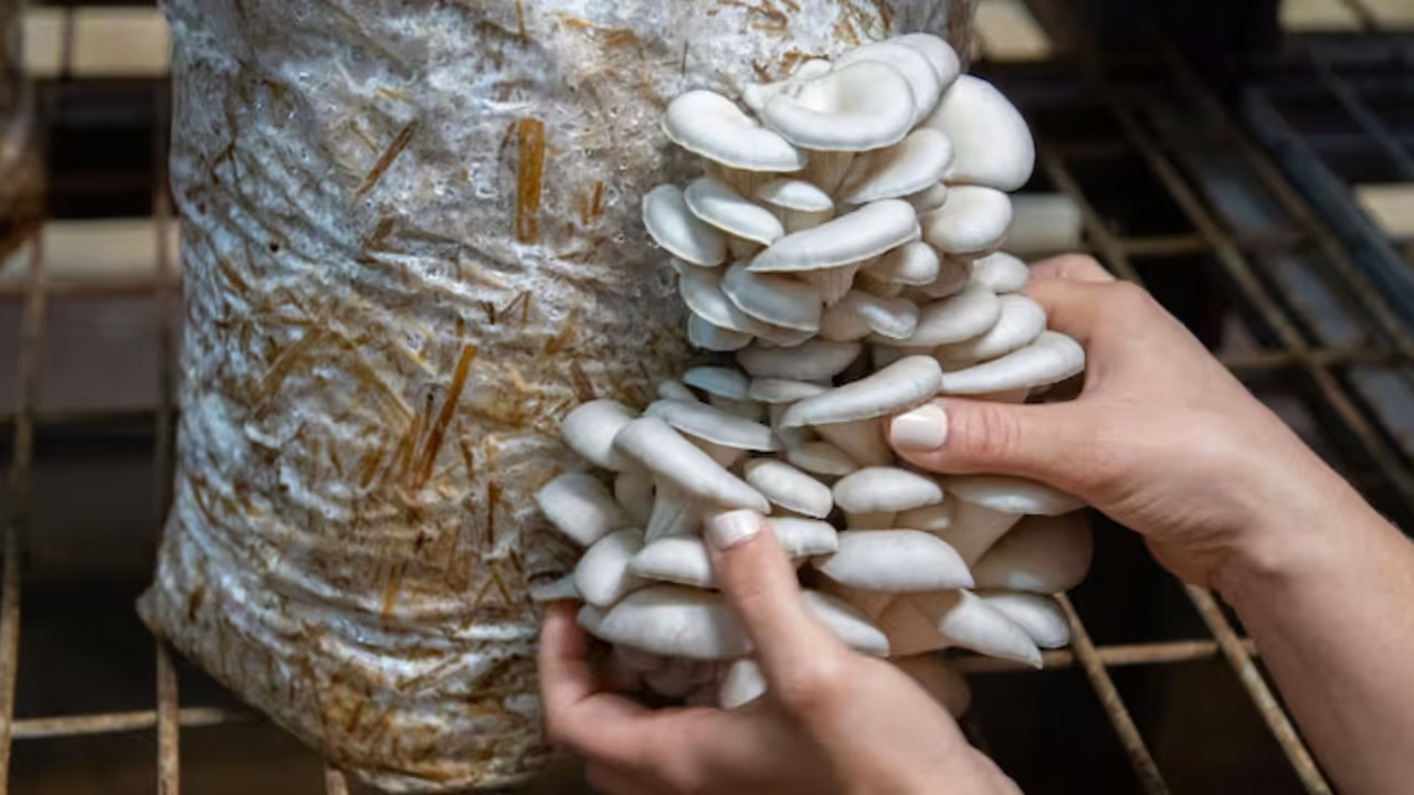 my total investment was under rs 500 karnataka man earns rs 3 lakh a month from mushroom business my total investment was under rs 500 karnataka man earns rs 3 lakh a month from mushroom business
