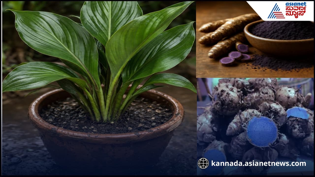 Black turmeric Black turmeric