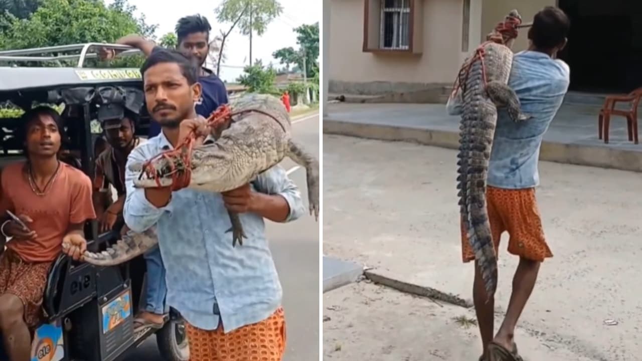 Bihar crocodile video Farmer carries 5 foot crocodile through village to police station after rescue from field Bihar crocodile video Farmer carries 5 foot crocodile through village to police station after rescue from field