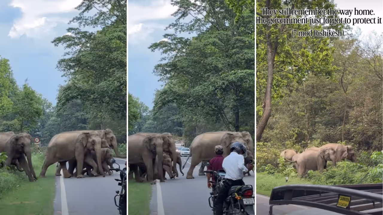 Uttarakhand Viral Video Elephant Family Crossing Road In Rishikesh As Traffic Stops Viral Video Wins Hearts Uttarakhand Viral Video Elephant Family Crossing Road In Rishikesh As Traffic Stops Viral Video Wins Hearts