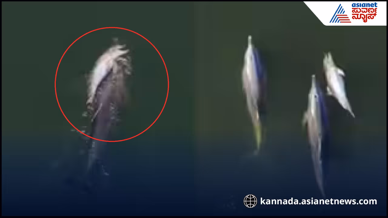 Dead dolphin Dead dolphin