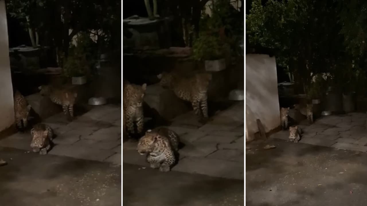 3 Leopards in Uttarakhand village in Almora Bagwali Pokhar Internet Reacts With Hilarious Comments 3 Leopards in Uttarakhand village in Almora Bagwali Pokhar Internet Reacts With Hilarious Comments