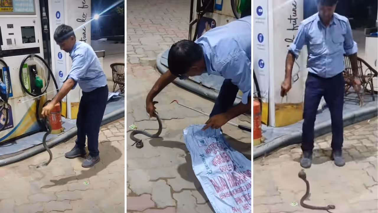 Man Rescues Snake At Petrol Pump In Seconds, Internet Is Amazed Man Rescues Snake At Petrol Pump In Seconds, Internet Is Amazed