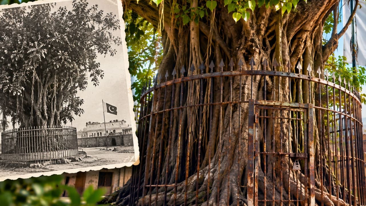 I Am Under Arrest Why Has This Tree in Pakistan Been Chained Since 1898 I Am Under Arrest Why Has This Tree in Pakistan Been Chained Since 1898