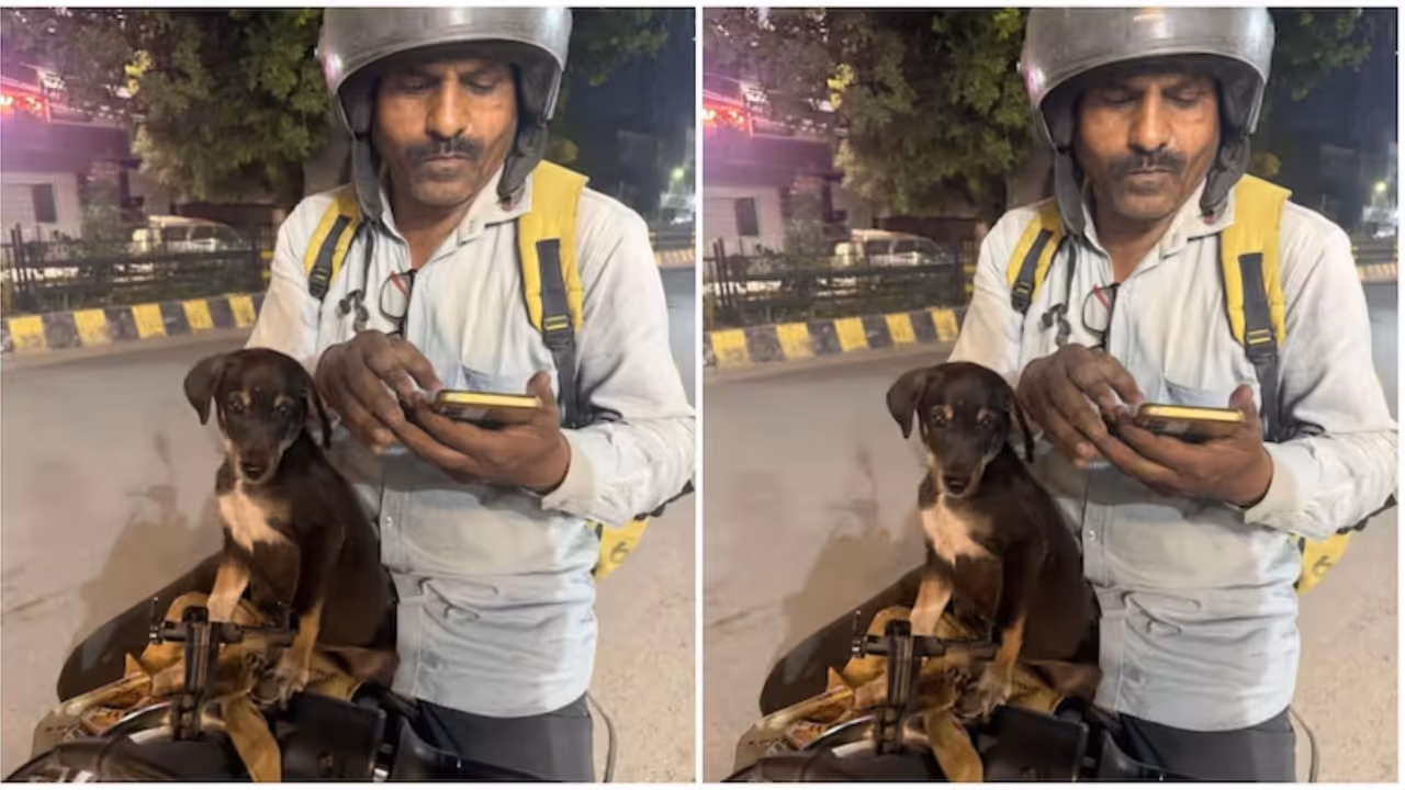 blinkit partner rescues injured puppy dog now joins riders on delivery blinkit partner rescues injured puppy dog now joins riders on delivery