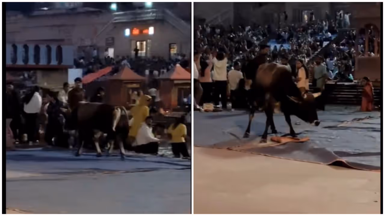 Bull Charges At Ganga Aarti Crowd In Haridwar, Stampede Like Situation Bull Charges At Ganga Aarti Crowd In Haridwar, Stampede Like Situation