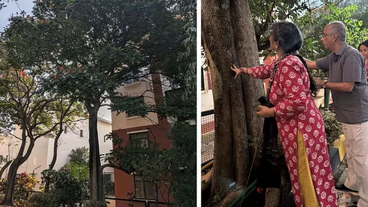 bengaluru haralur residents emotional farewell to 20 year old tree bengaluru haralur residents emotional farewell to 20 year old tree