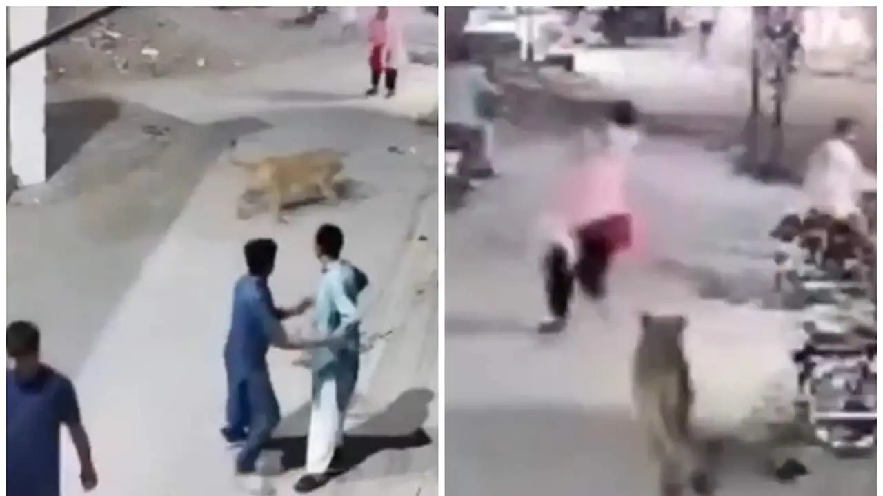 Pakistan pet lion attack