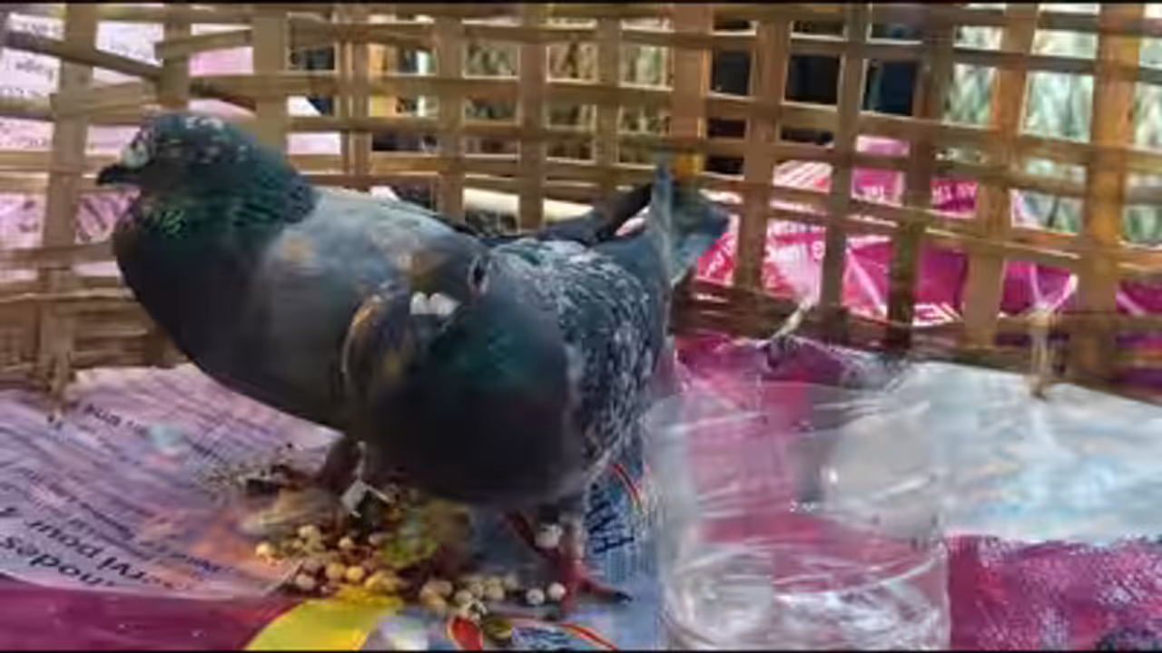 suspicious pigeon found in jammu and kashmirs samba with coded ring and pakistan currency suspicious pigeon found in jammu and kashmirs samba with coded ring and pakistan currency