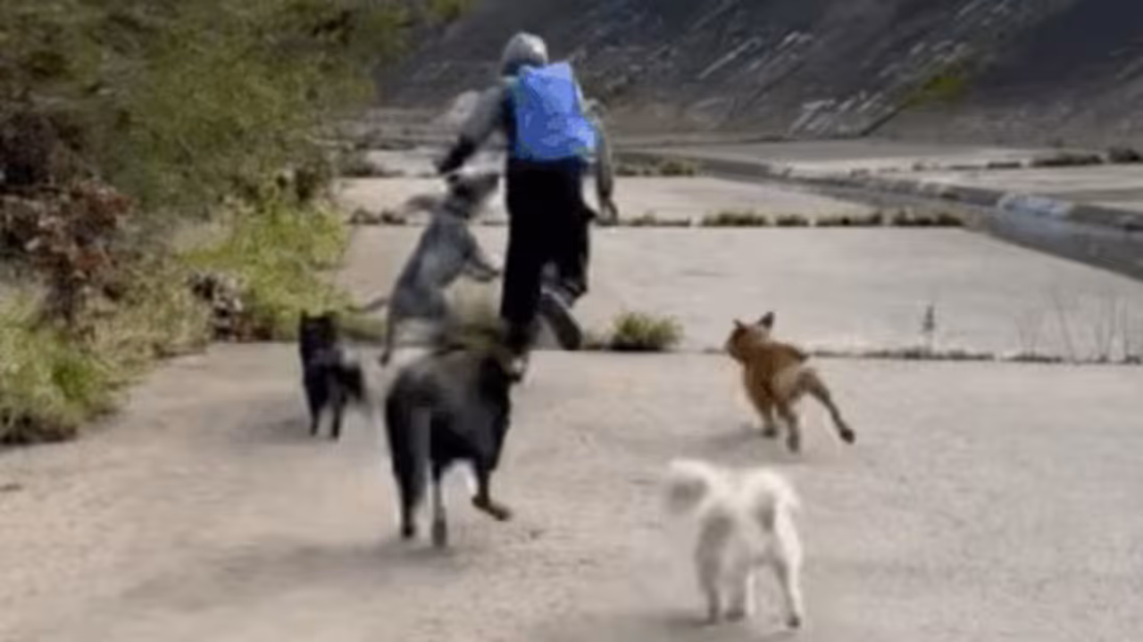 Man chased away by a pack of dogs after sexual assault attempt Man chased away by a pack of dogs after sexual assault attempt