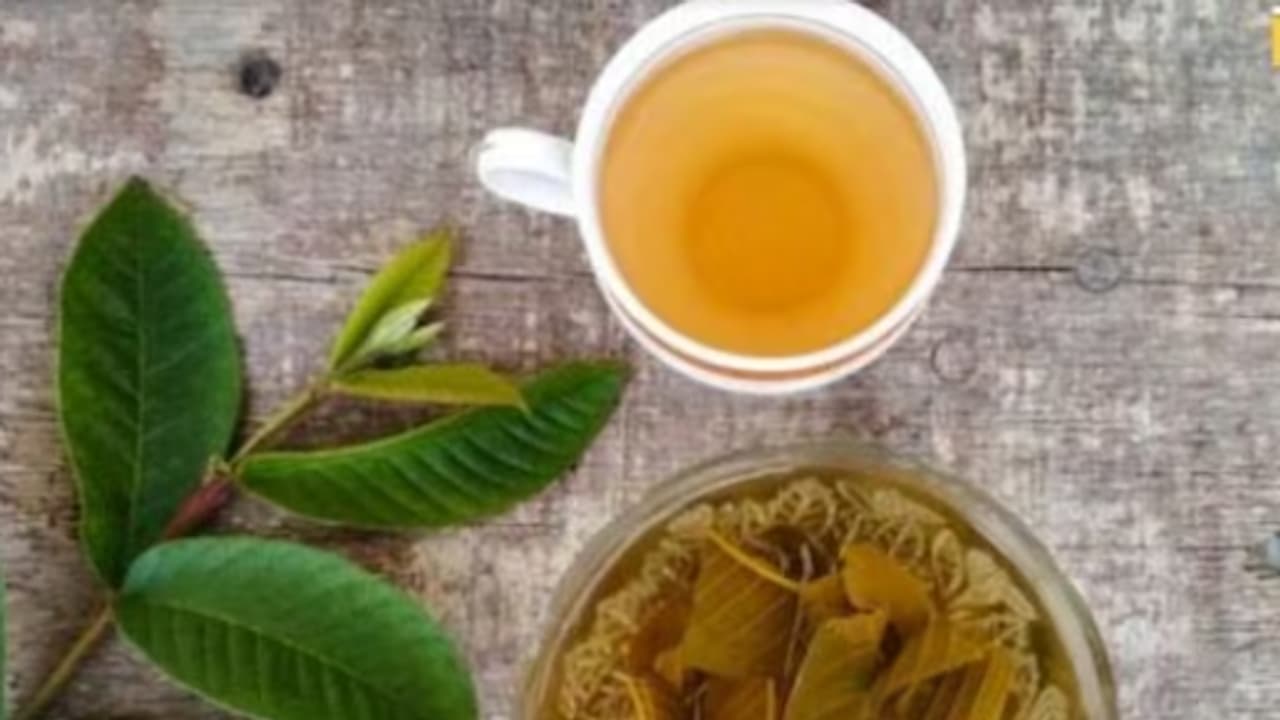 guava leaf guava leaf