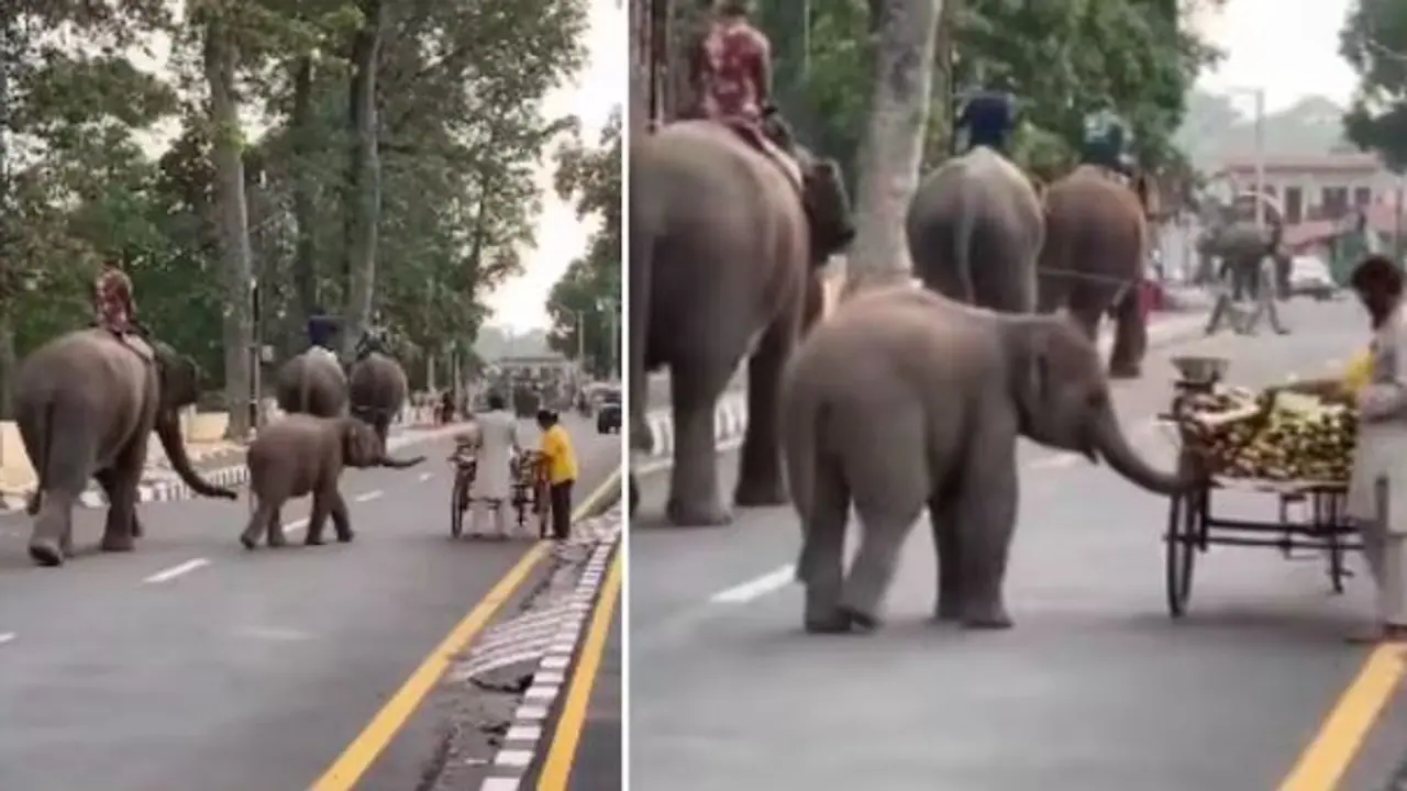 Baby Elephants Cute Encounter with Vegetable Vendor