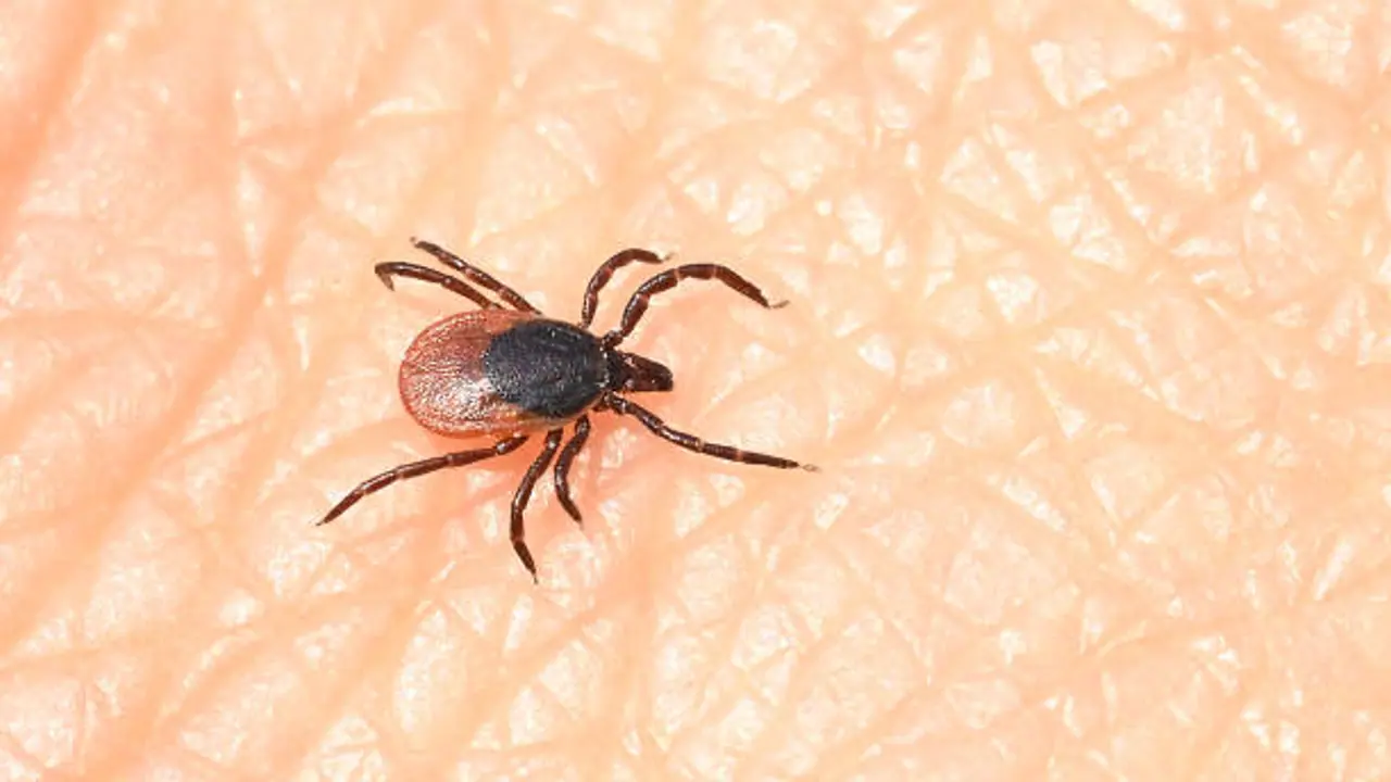 tick insect tick insect