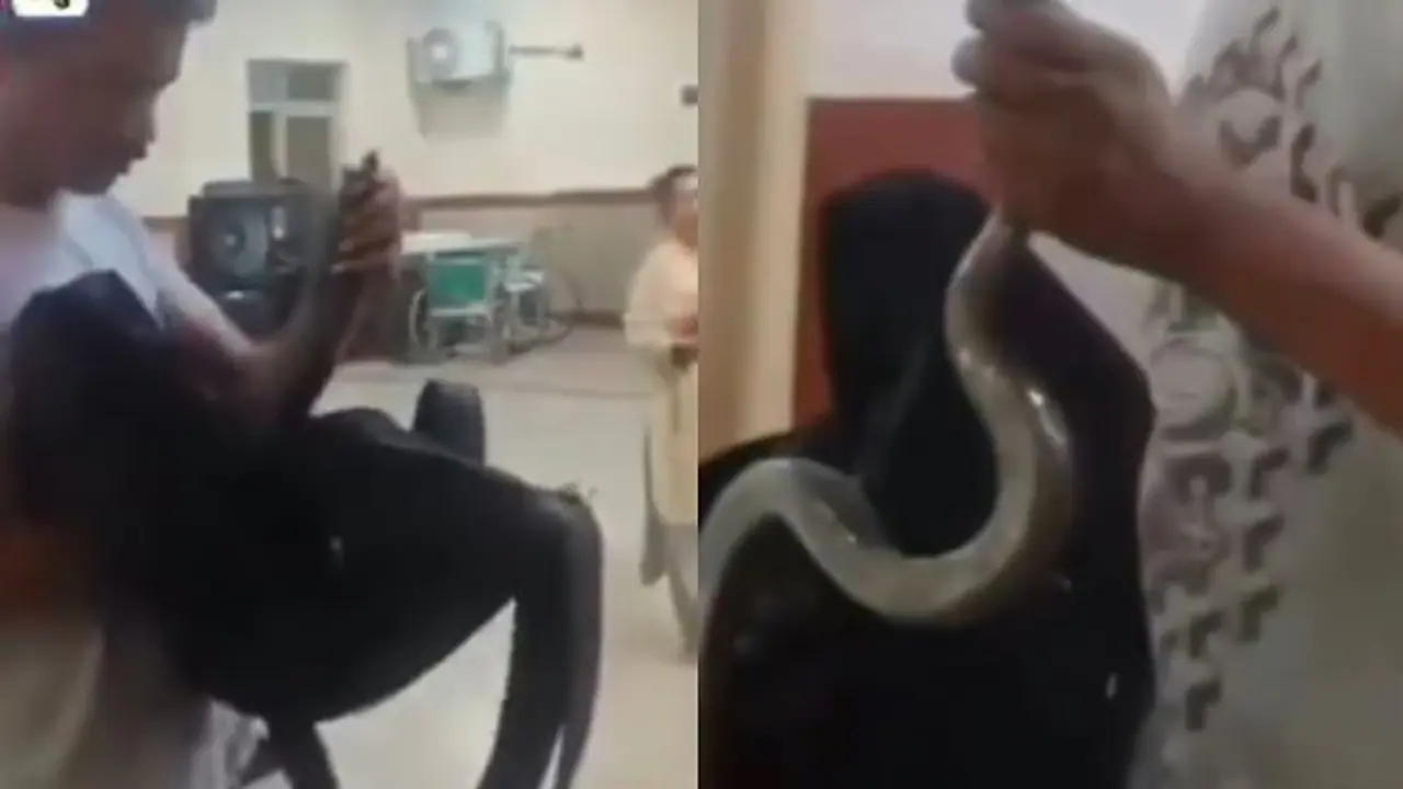 man brings snake to hospital