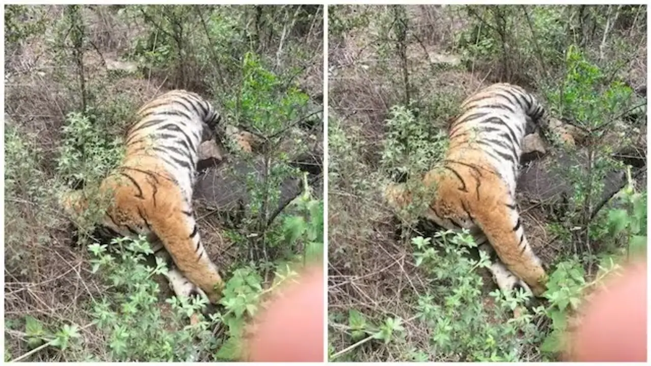 Tiger Death Tiger Death
