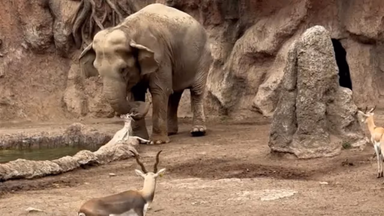 Elephant saves deer Elephant saves deer