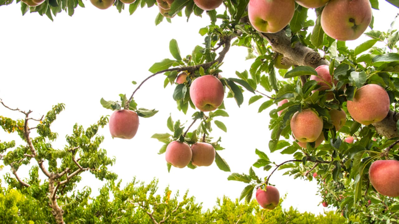 Apple Farm Apple Farm