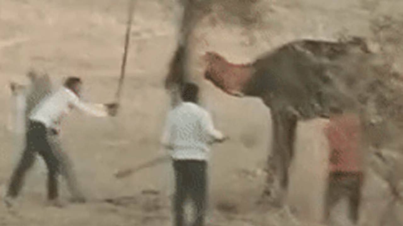 Bikaner news camel ate the owner to death Bikaner news camel ate the owner to death