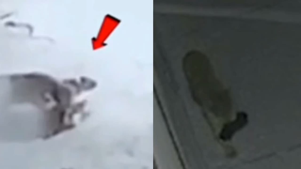 Panther ran away scared of dogs Panther ran away scared of dogs