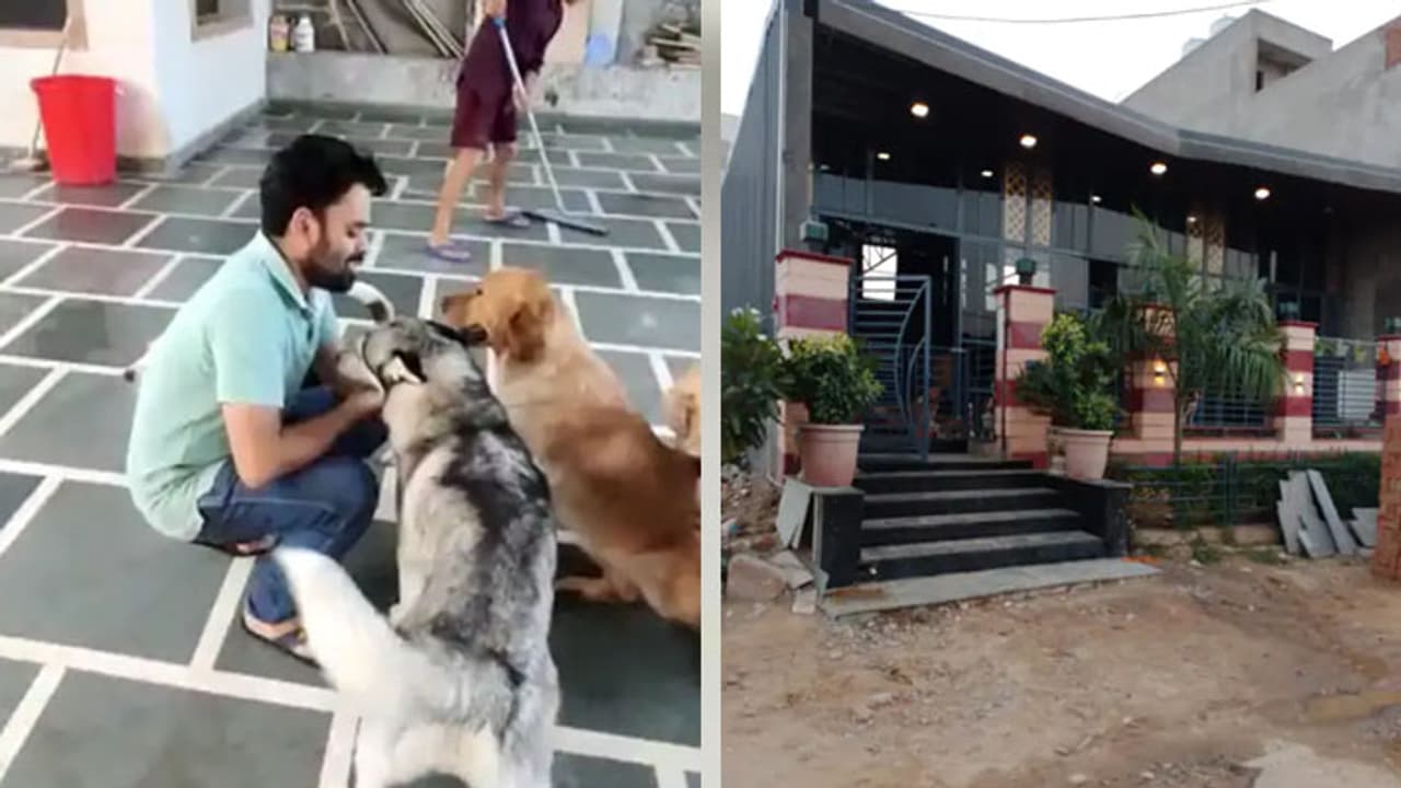 jaipur news First dog hostel for pet dogs AC room swimming pool IN dogs rest jaipur news First dog hostel for pet dogs AC room swimming pool IN dogs rest