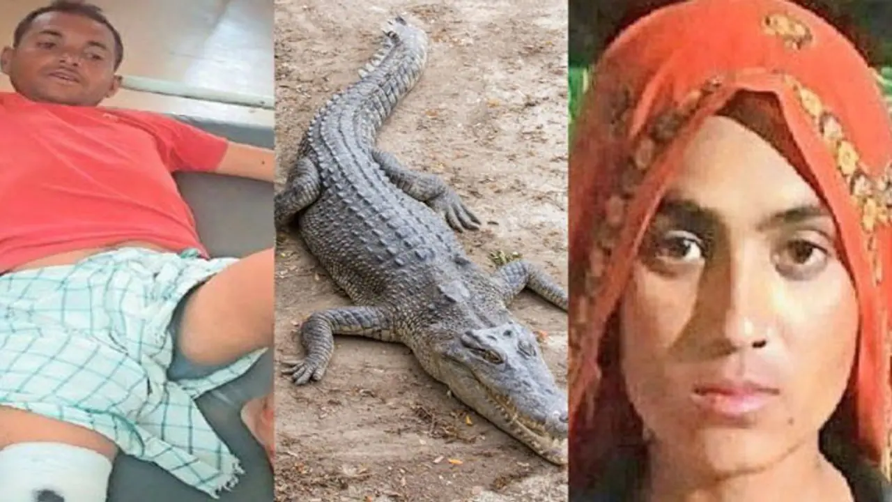 karauli news husbands life saved by wife on Crocodile did a fatal attack karauli news husbands life saved by wife on Crocodile did a fatal attack