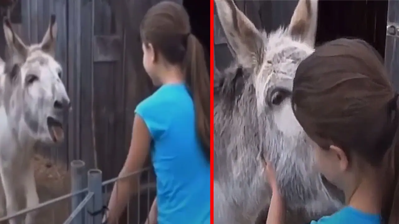 donkey love