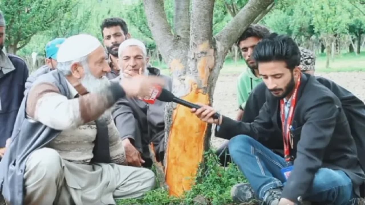 Wild pigs destroying paddy 