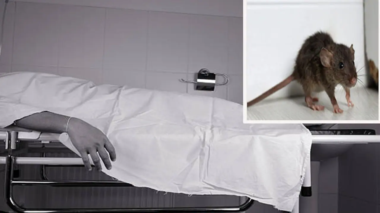 big negligence of the bhopal hamidia hospital rats gnaw the dead body kept in mercury 