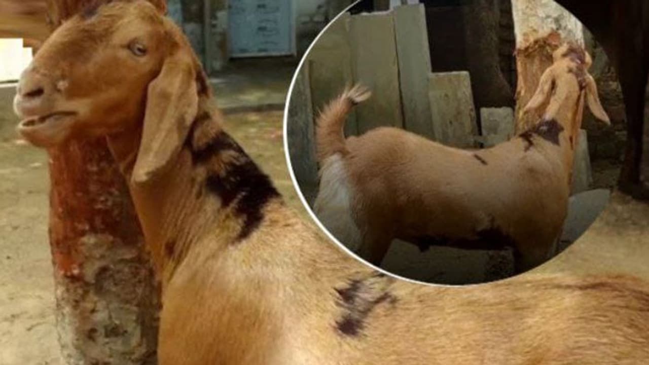 bakrid 2023 This goat is very special bakrid 2023 This goat is very special