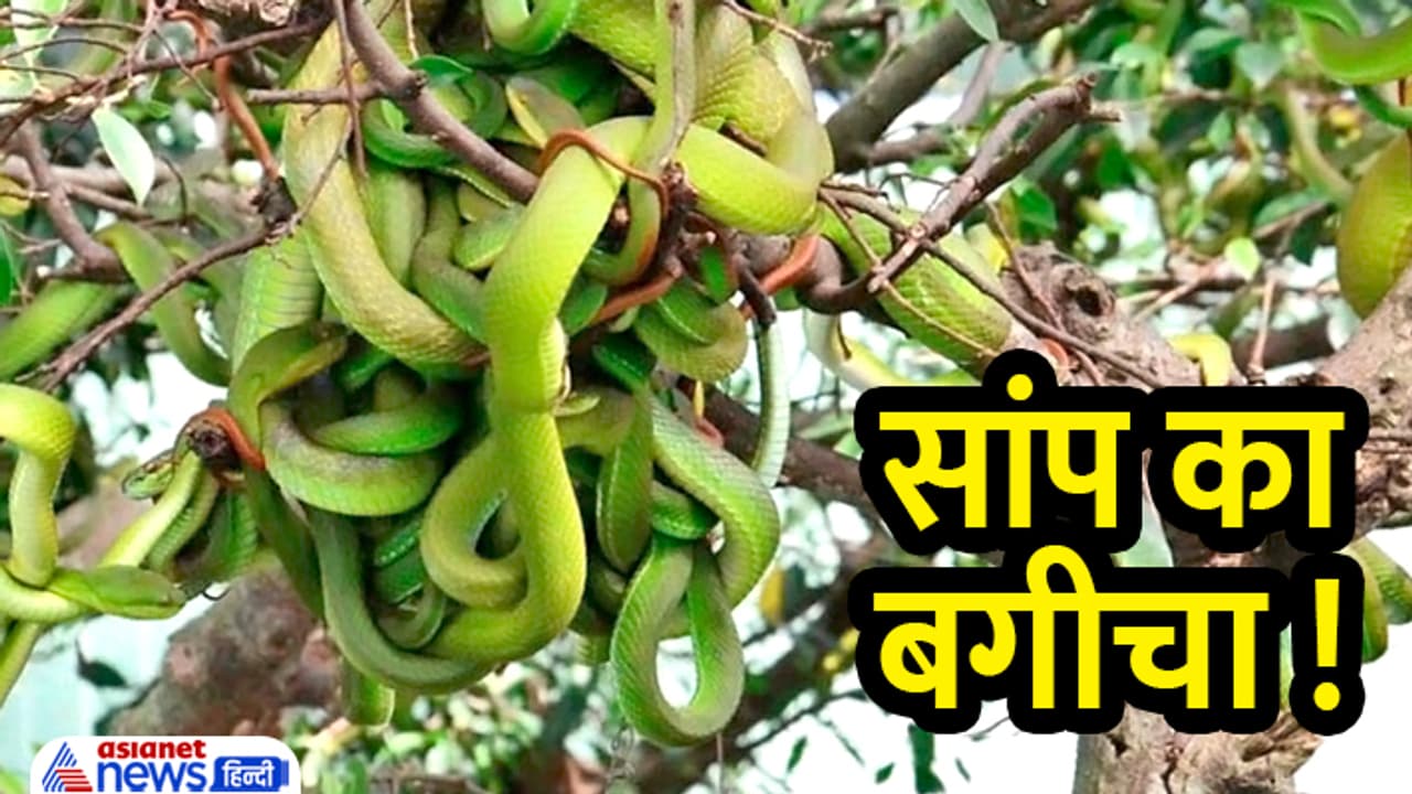 snake garden snake garden