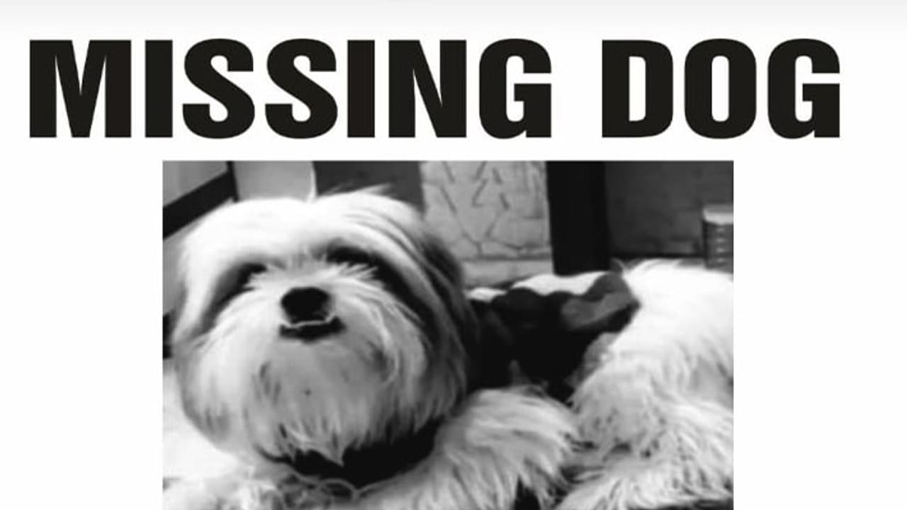 international dog day international dog day