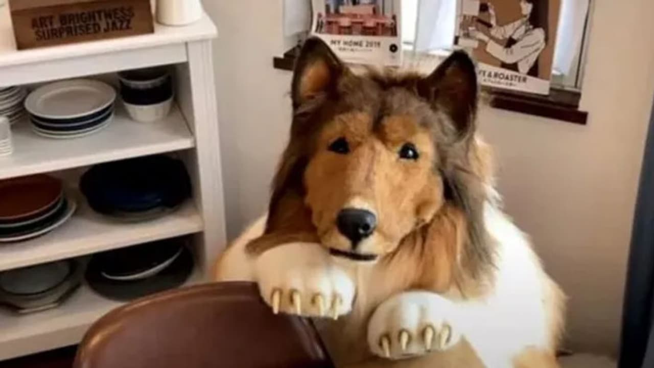 Japanese Man Dog Toco