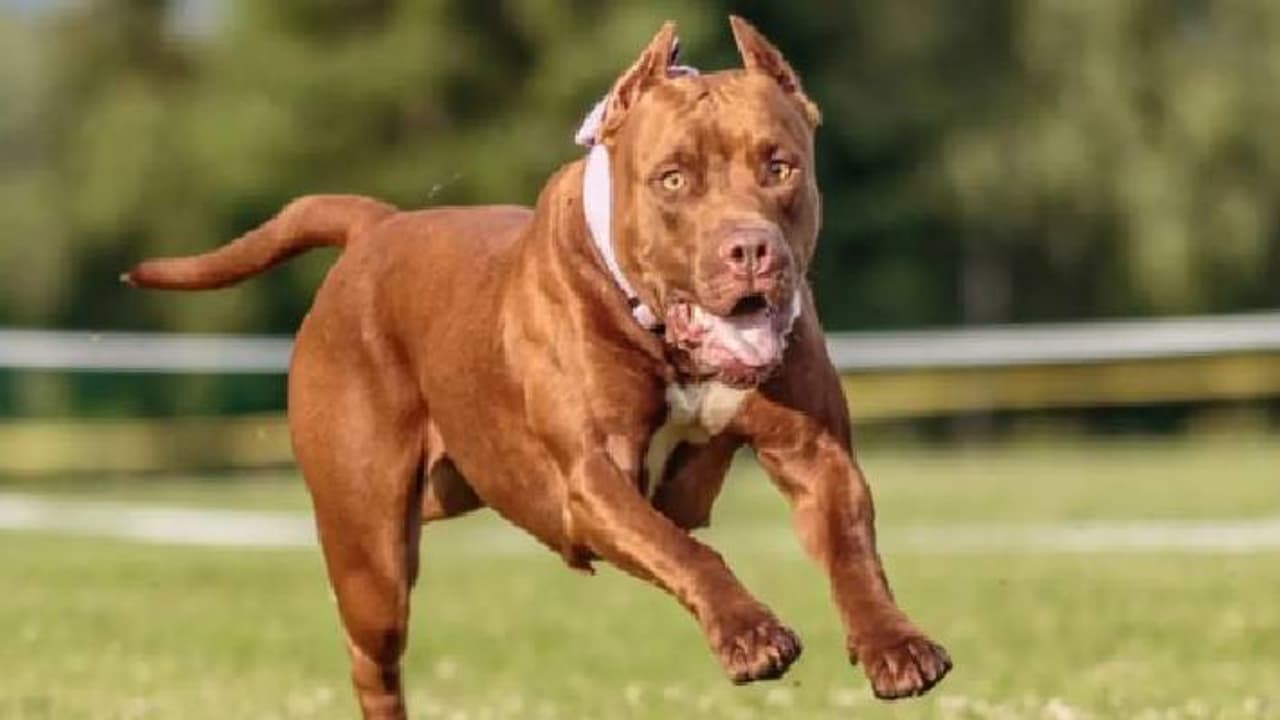 Pitbull dog Pitbull dog