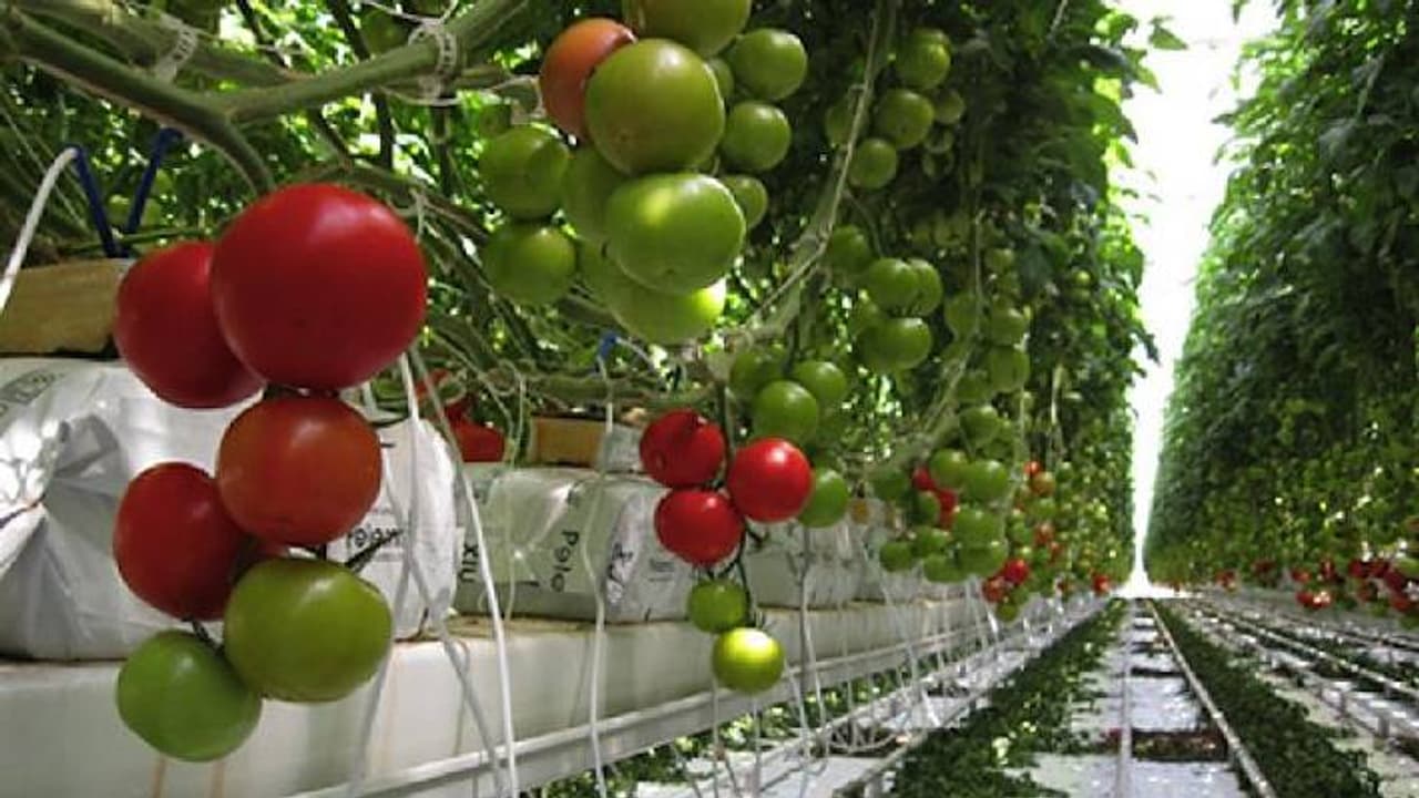 tometo farm tometo farm