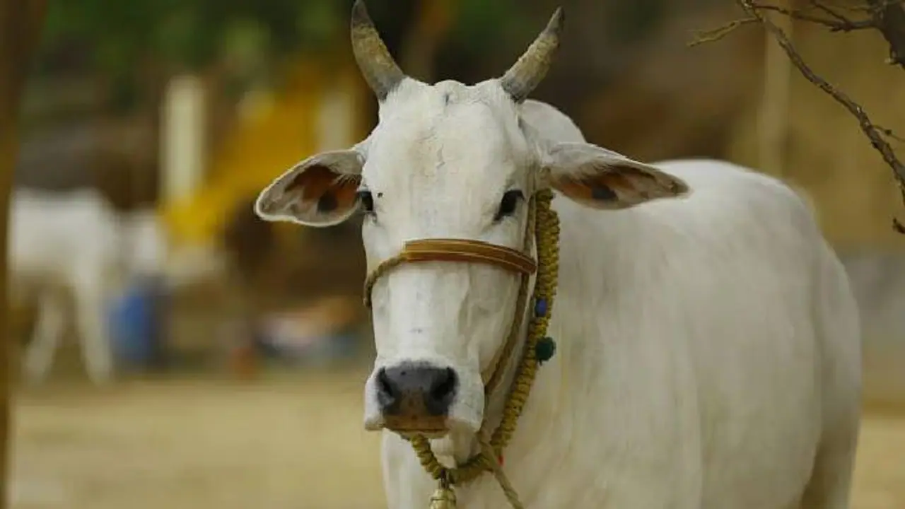 rajasthan cow