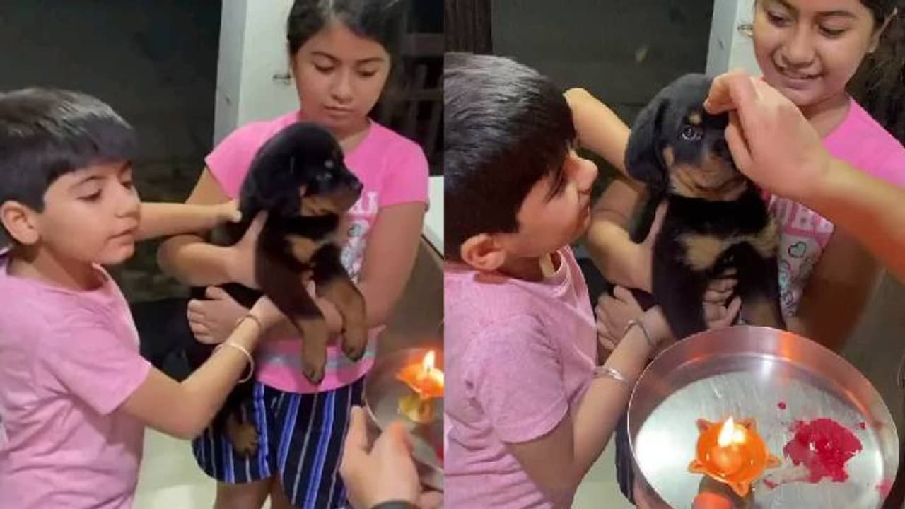 rottweiler welcome rottweiler welcome