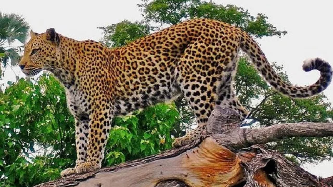 Jaipur NEWS Jaipur NEWS