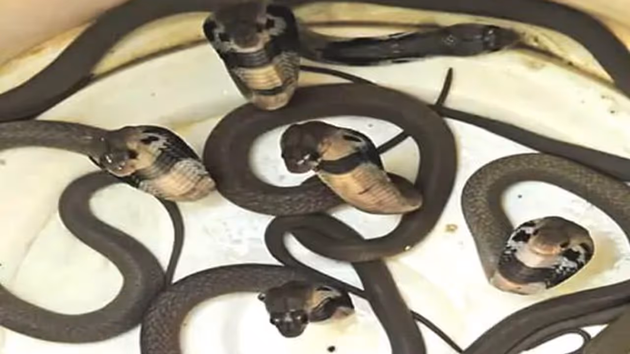 shocking news rajasthan shocking news rajasthan