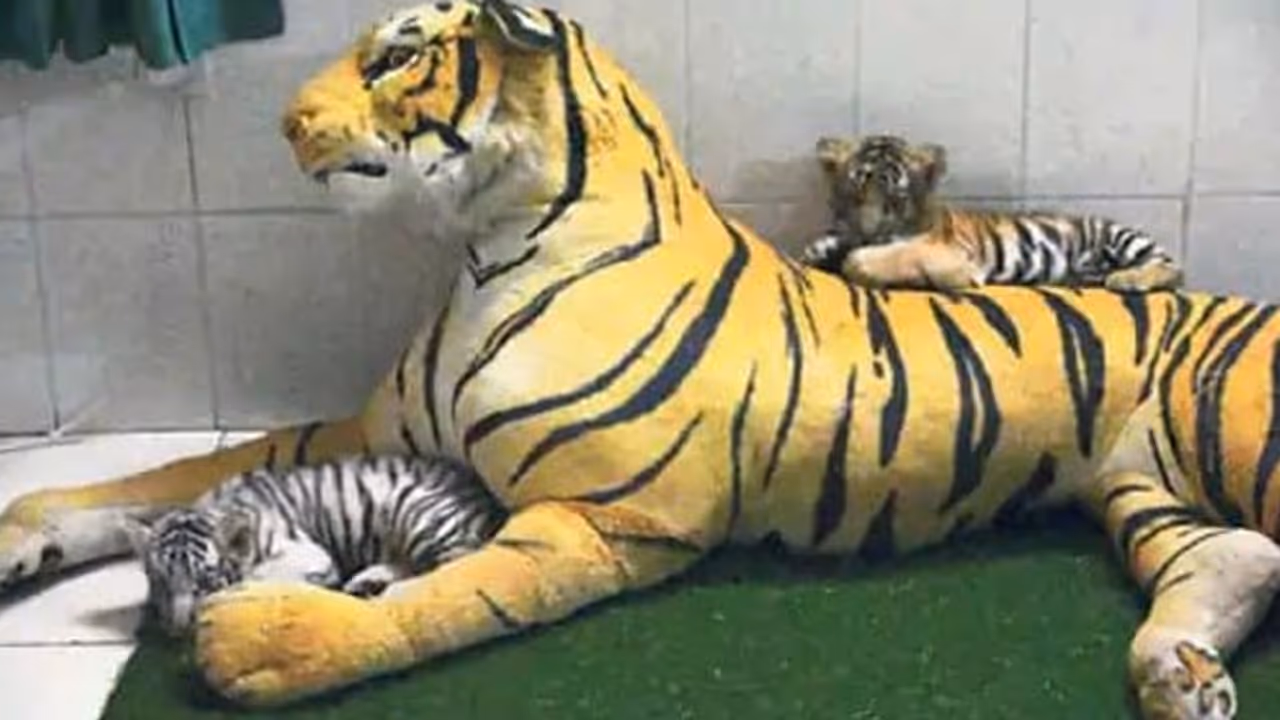 jaipur biological park jaipur biological park