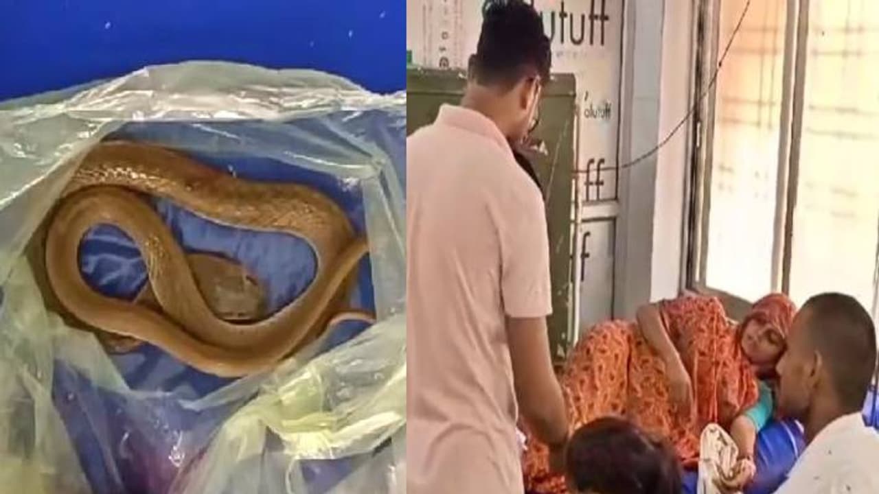 snake bite Mahoba snake bite Mahoba