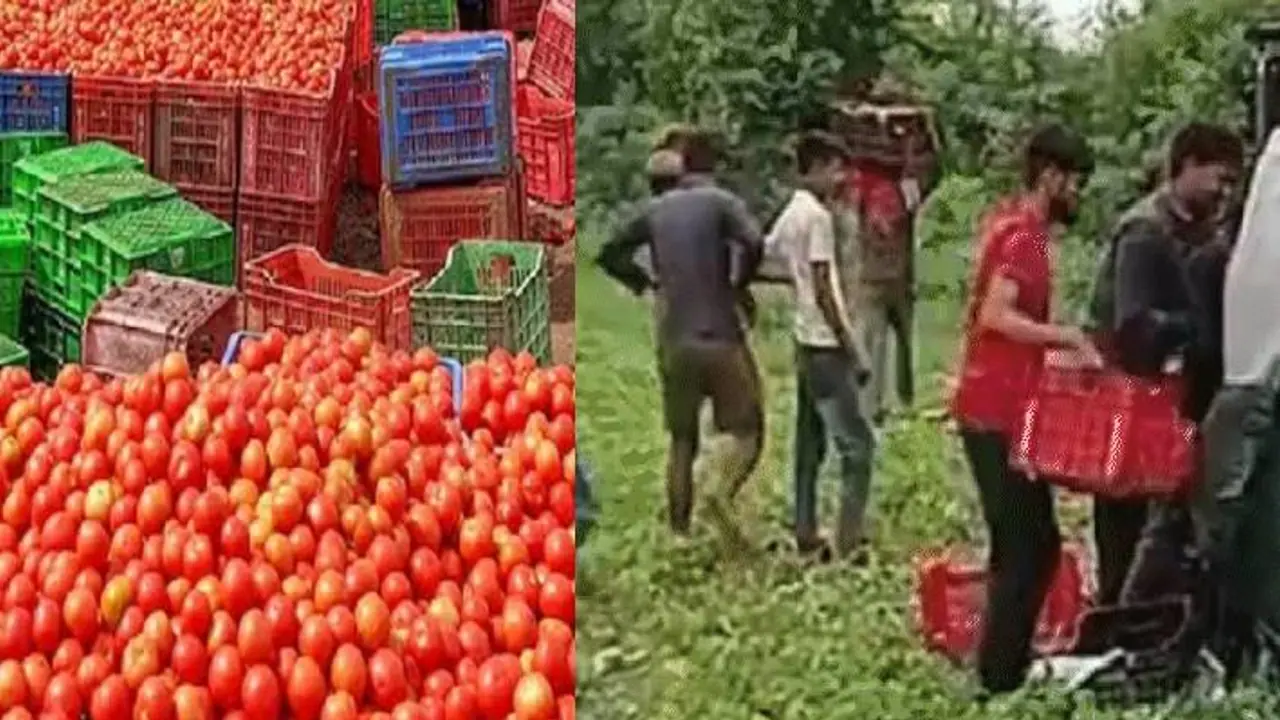 tomatoes tomatoes