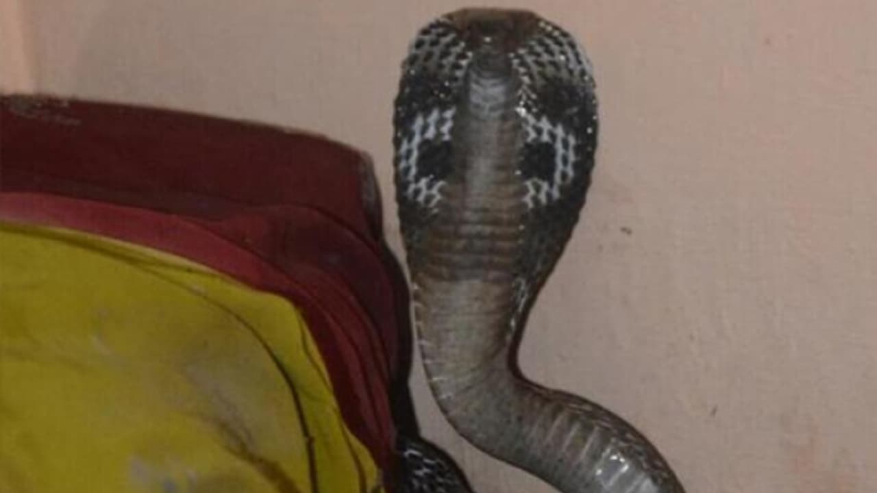 korba news korba news