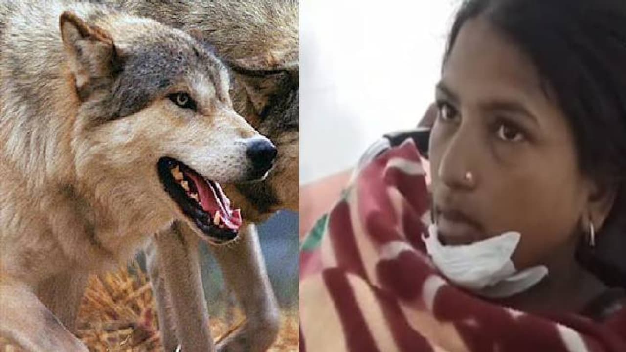 wolf attack in bahraich wolf attack in bahraich