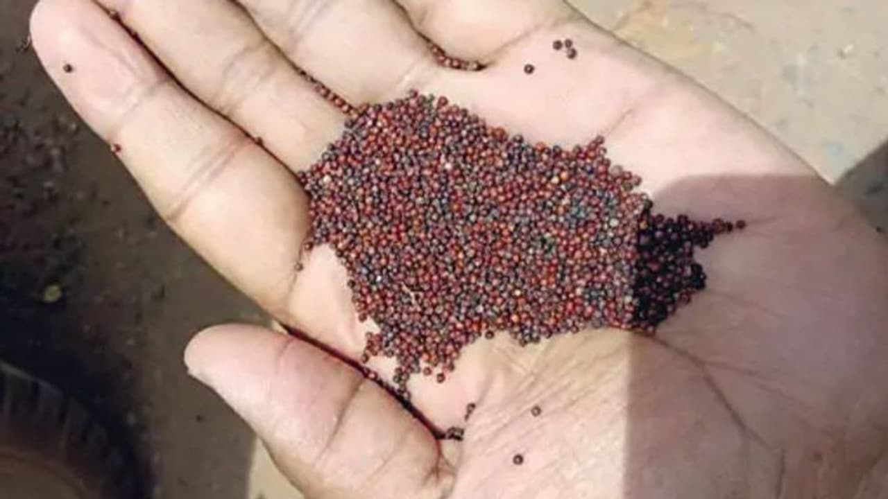 adulteration in mustard adulteration in mustard