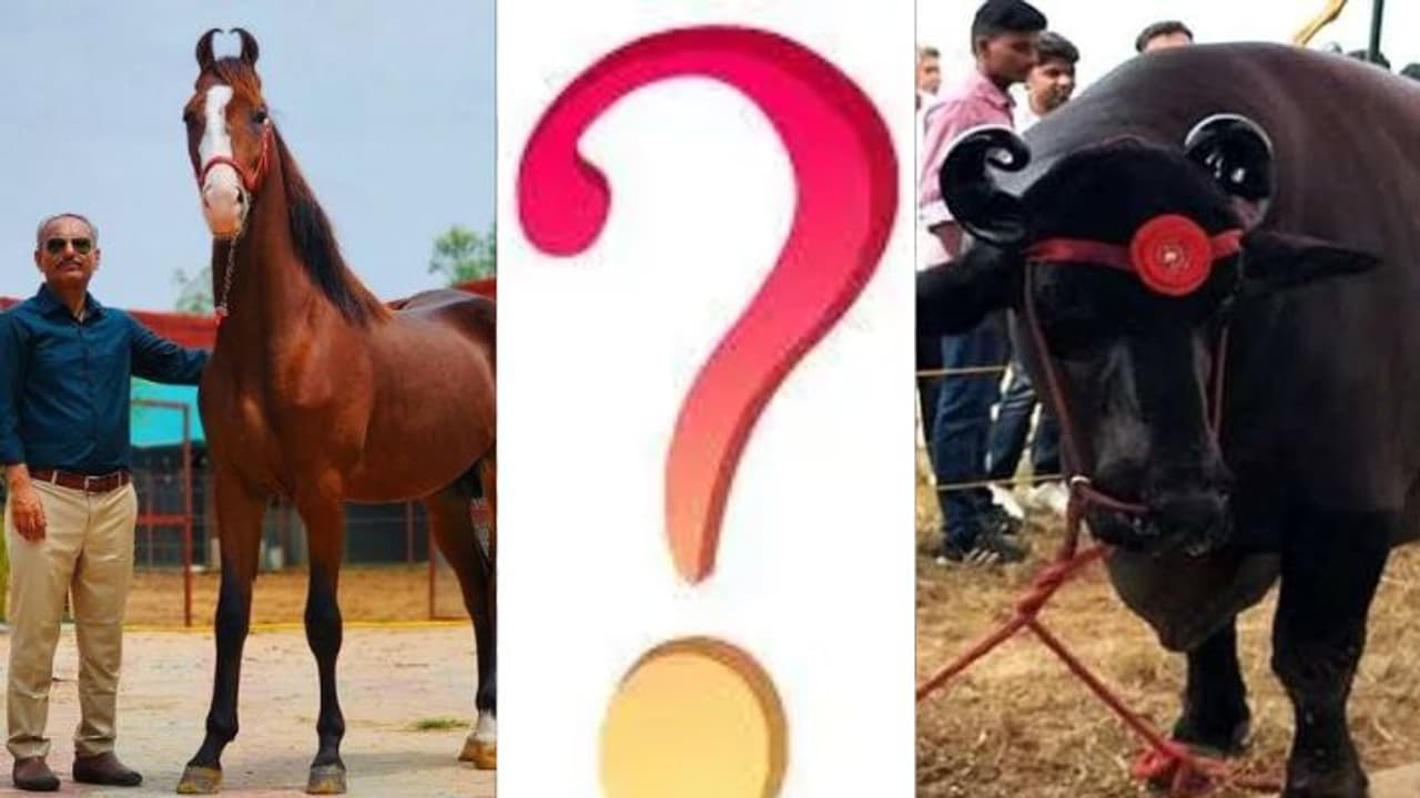 Pushkar International Animal Fair 2024 completed