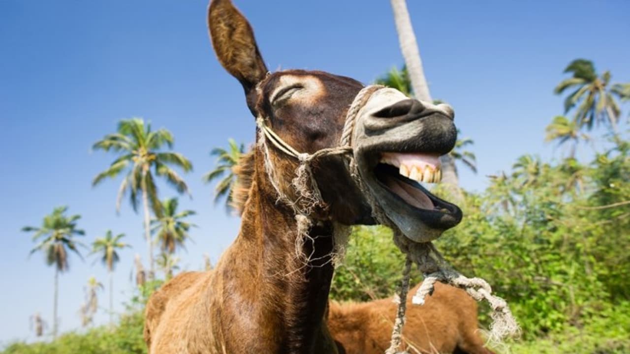 A donkey helped catch a thief in Rajasthan A donkey helped catch a thief in Rajasthan