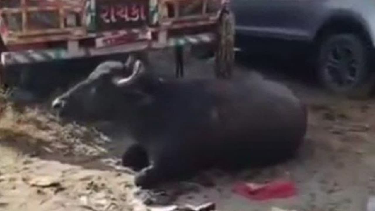 buffalo buffalo